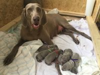 Weimaraner puppies