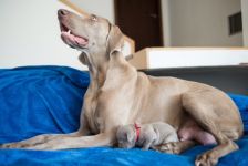 Weimaraner puppies