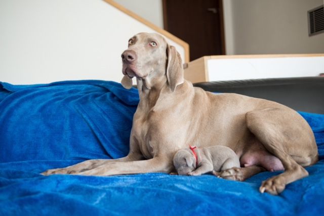 Weimaraner puppies