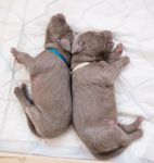 Weimaraner puppies