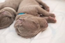 Weimaraner puppies