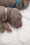 Weimaraner puppies