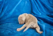 Weimaraner puppies