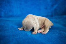 Weimaraner puppies