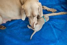 Weimaraner puppies