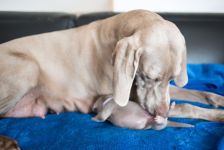 Weimaraner puppies