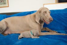 Weimaraner puppies